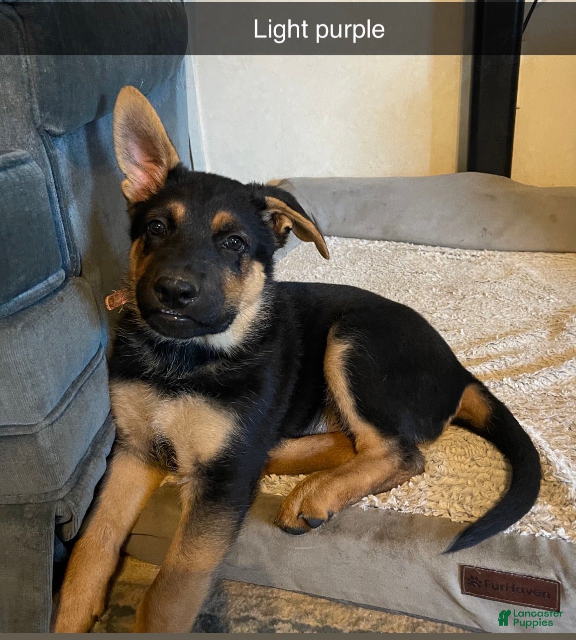 German Shepherd dogs German Shepherd Puppy 2 light purple  - Ad 18