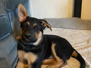 German Shepherd dogs German Shepherd Puppy 2 light purple - Ad 38