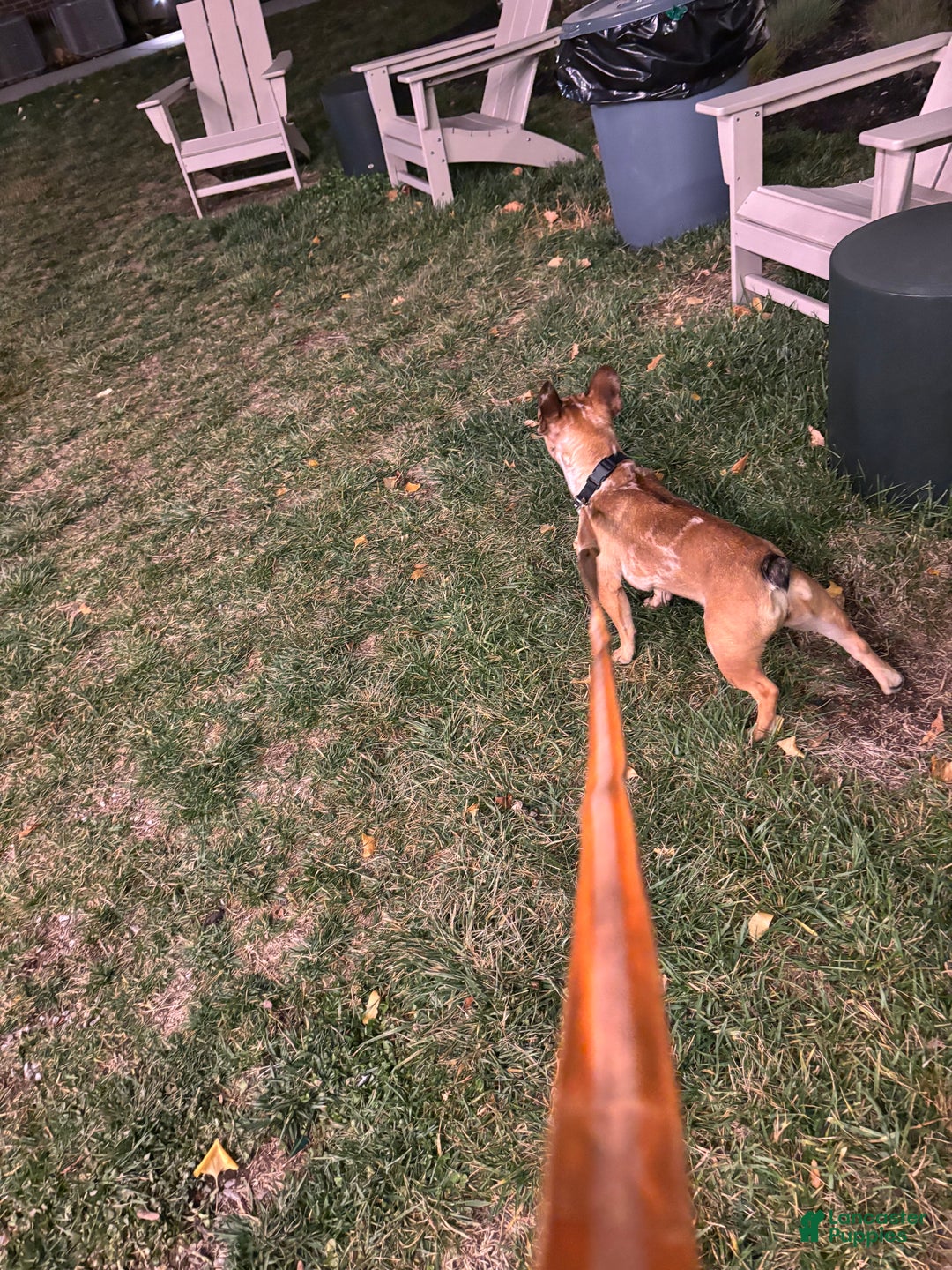 French Bulldog dogs for sale: Missy - Ad 3