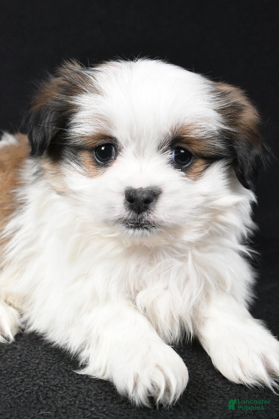 Mixed Breed dogs for sale: Alex - Ad 3