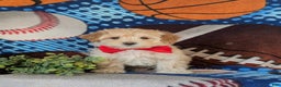 Maltipoo dogs for sale: Corbett - Ad 2