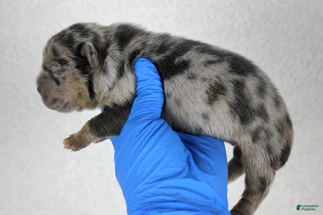 American Bully dogs for sale: Lilac Female - Ad 8