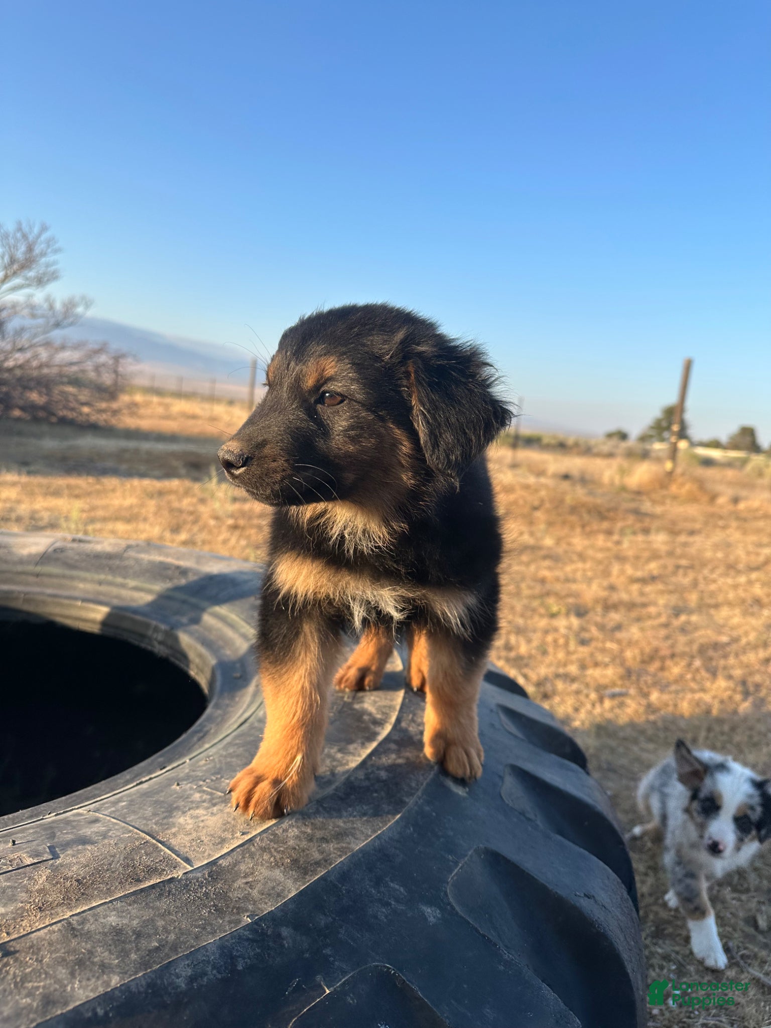 Mixed Breed dogs for sale: Momo - Ad 3