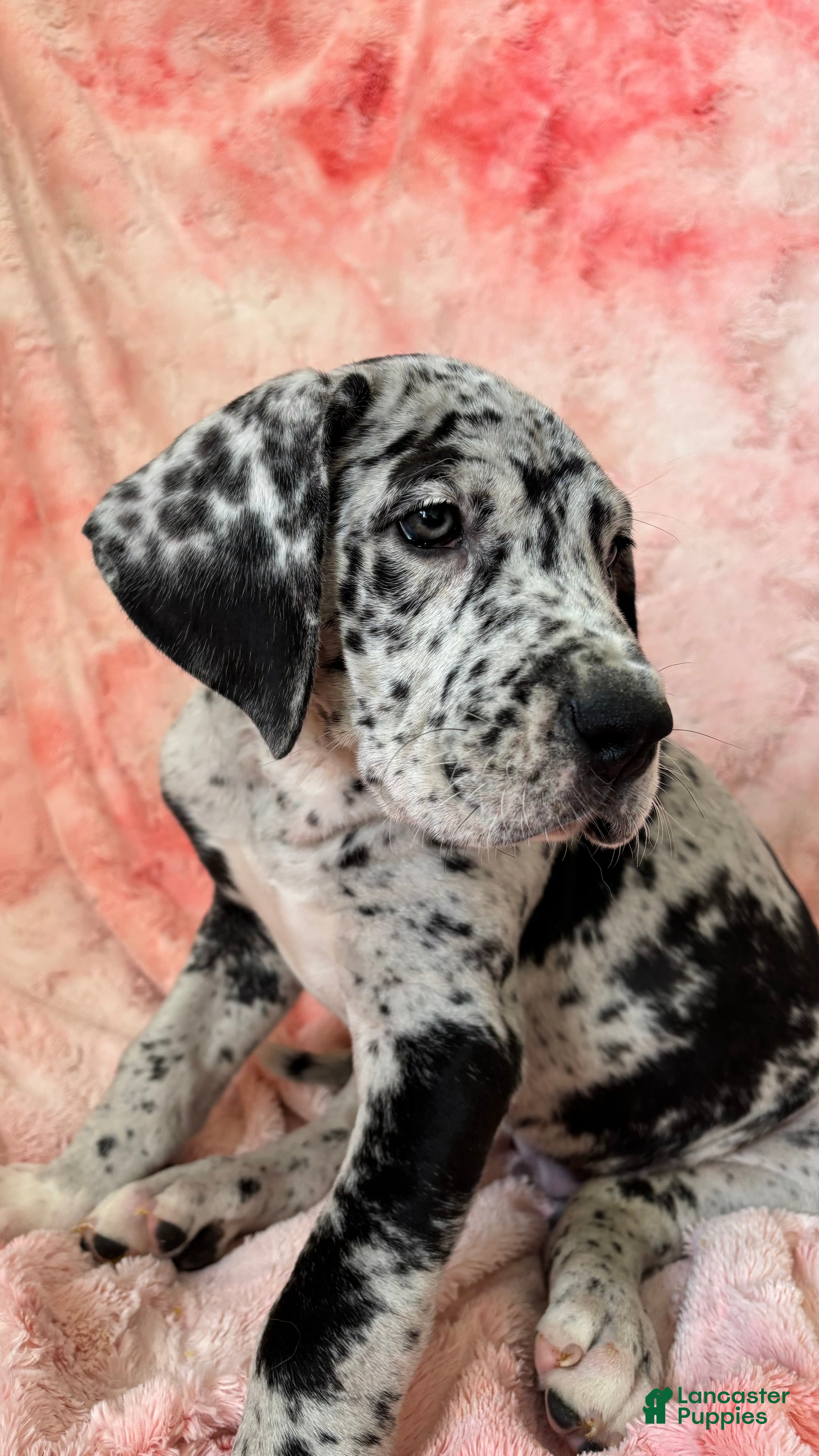 Great Dane dogs Dipper - Ad 2