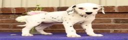 Dalmatian dogs for sale: Cindy - Ad 6