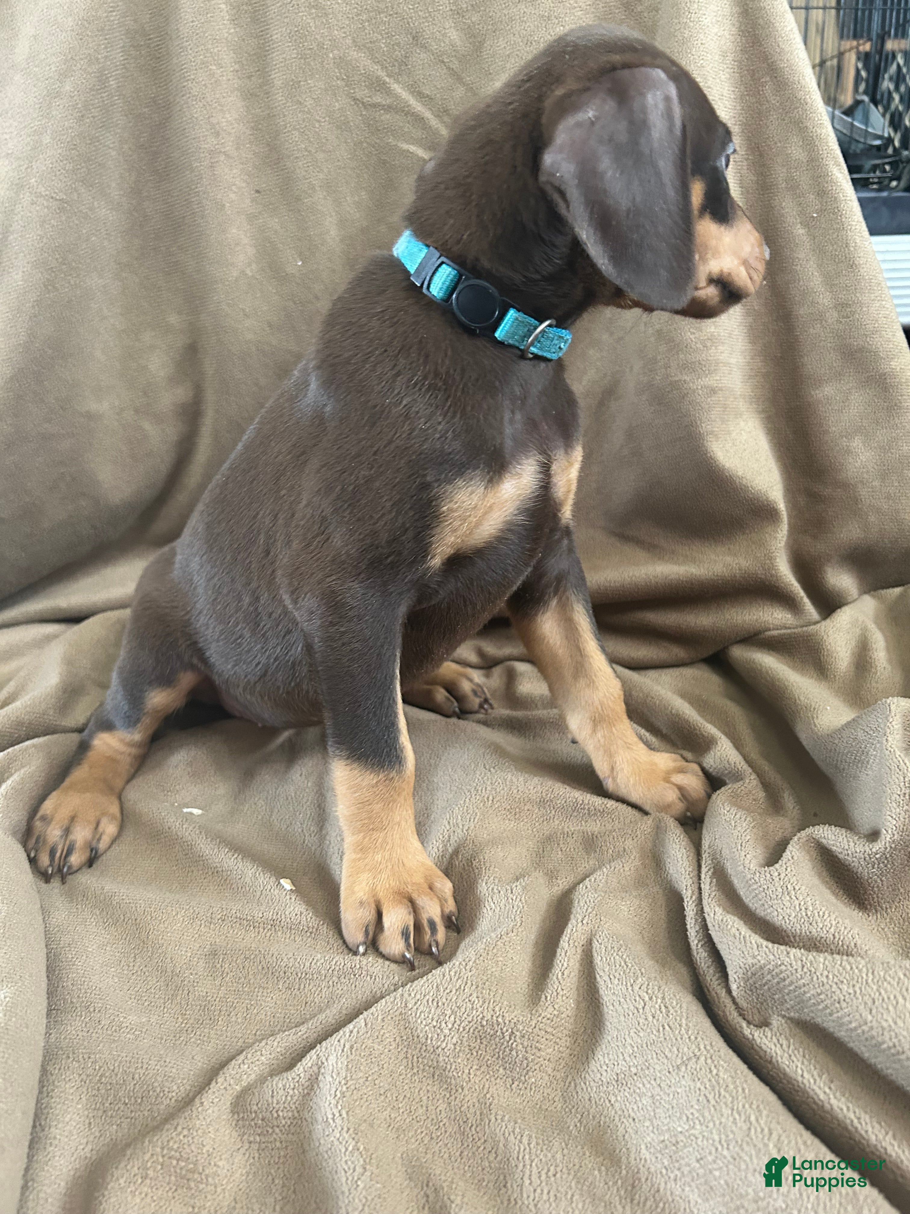 Doberman Pinscher dogs Blue Collar  - Ad 1