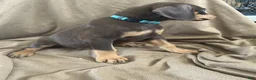 Doberman Pinscher dogs for sale: Blue Collar  - Ad 1