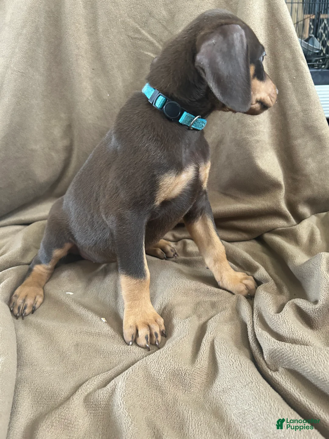 Doberman Pinscher dogs for sale: Blue Collar  - Ad 1