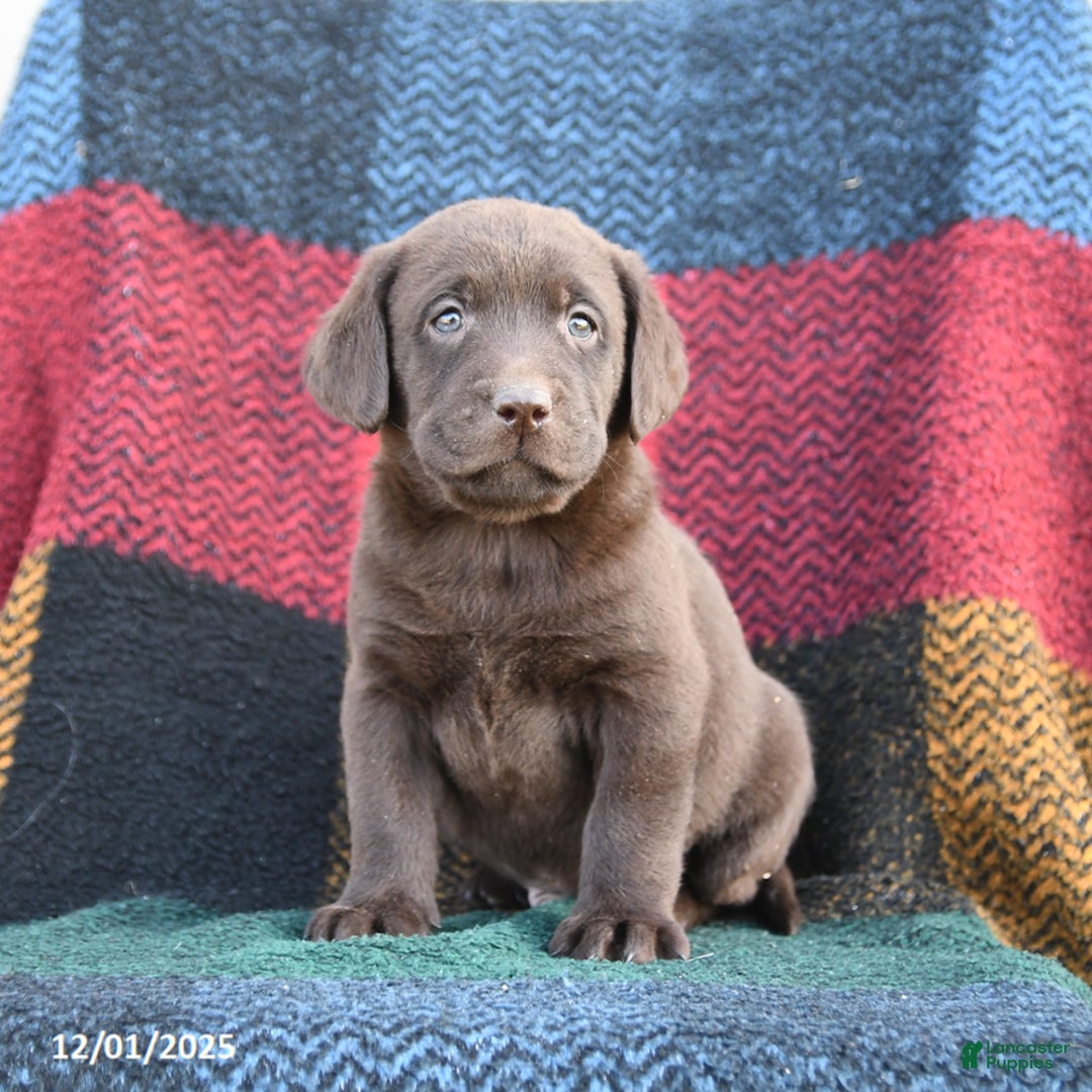 Labrador Retriever dogs for sale: Gunner - Ad 1