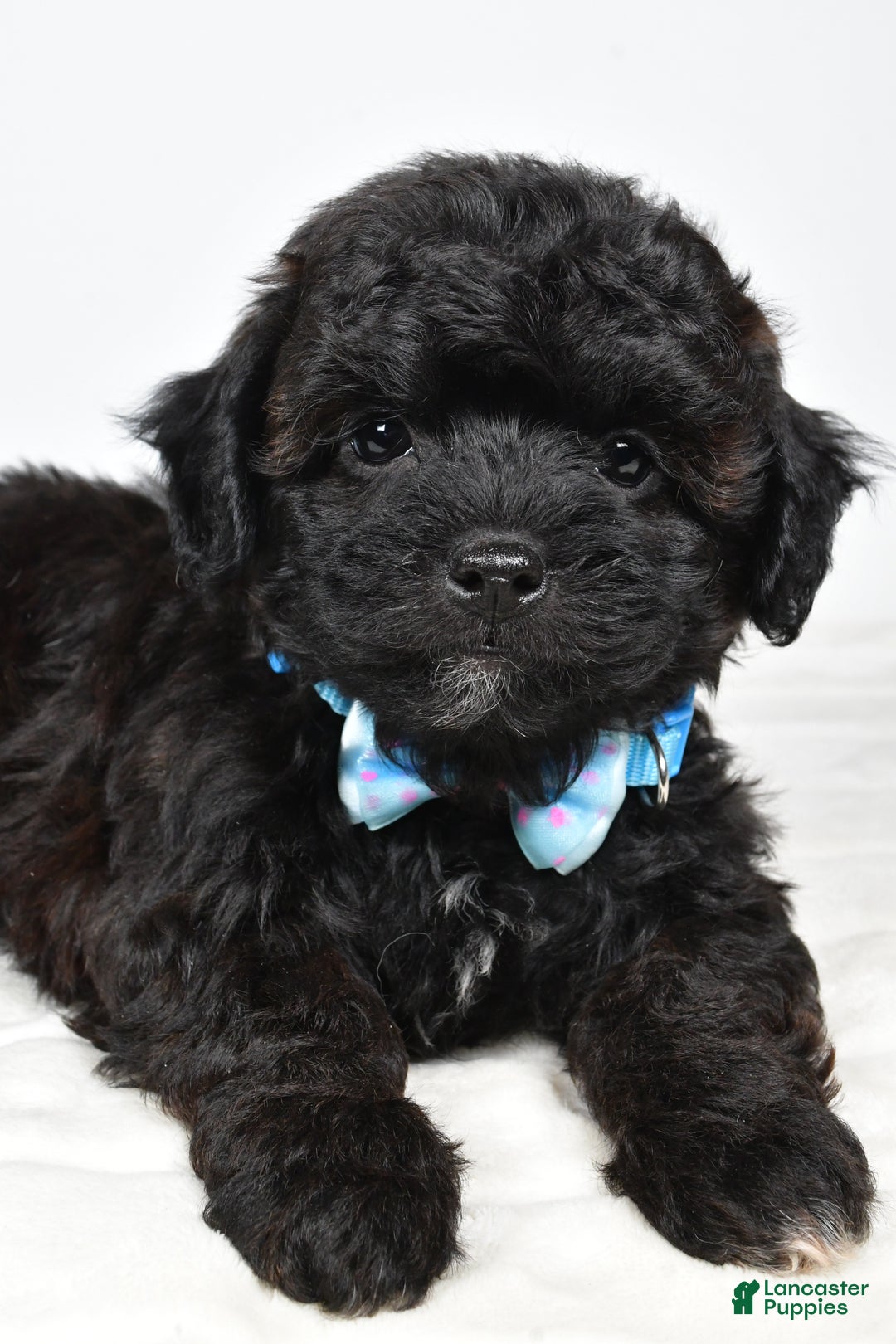 Shihpoo dogs for sale: Ian - Ad 7