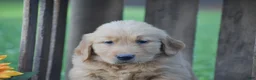 Golden Retriever dogs for sale: Penelope - Ad 3