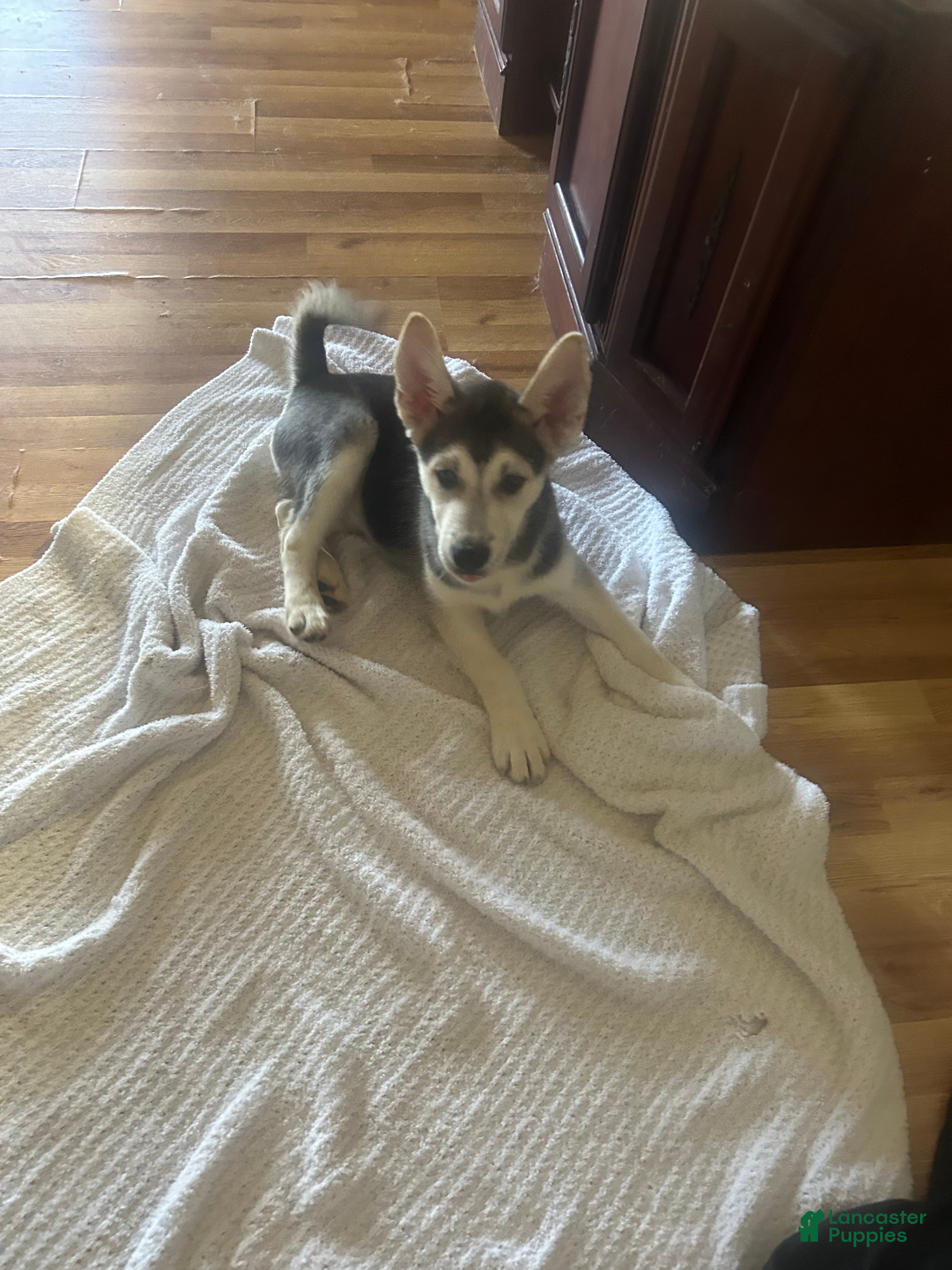 Gerberian Shepsky dogs Gerberian Shepsky Puppy 1 - Ad 20