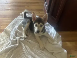 Gerberian Shepsky dogs Gerberian Shepsky Puppy 1 - Ad 20