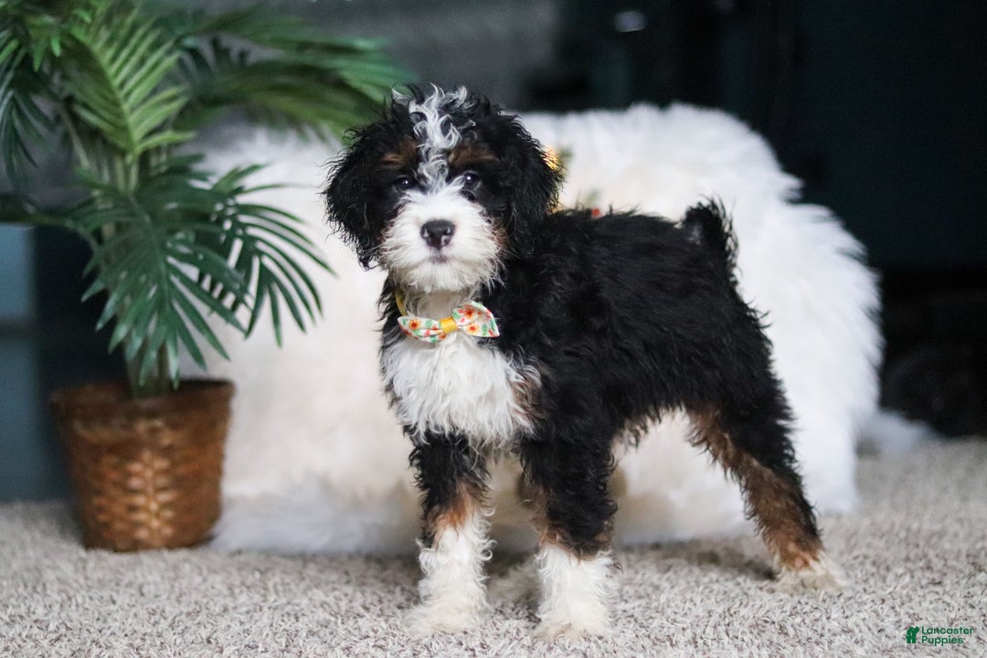 Mini Bernedoodle dogs for sale: Alvin - Ad 6