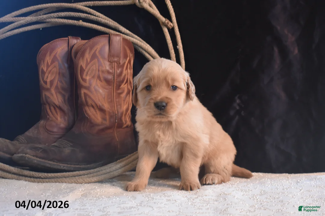 Golden Retriever dogs for sale: Kevin - Ad 1