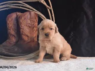 Golden Retriever dogs for sale: Kevin - Ad 3