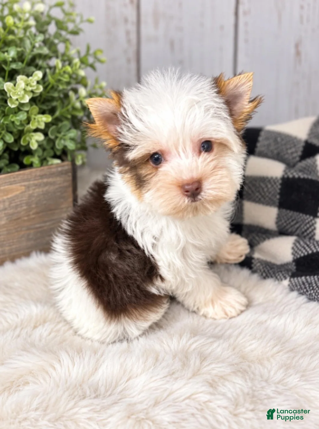 Yorkshire Terrier dogs for sale: Jack - Ad 2
