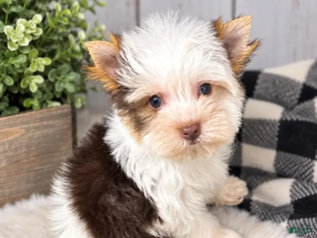 Yorkshire Terrier dogs Jack - Ad 2