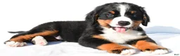 Bernese Mountain Dog dogs for sale: Porter - Ad 5