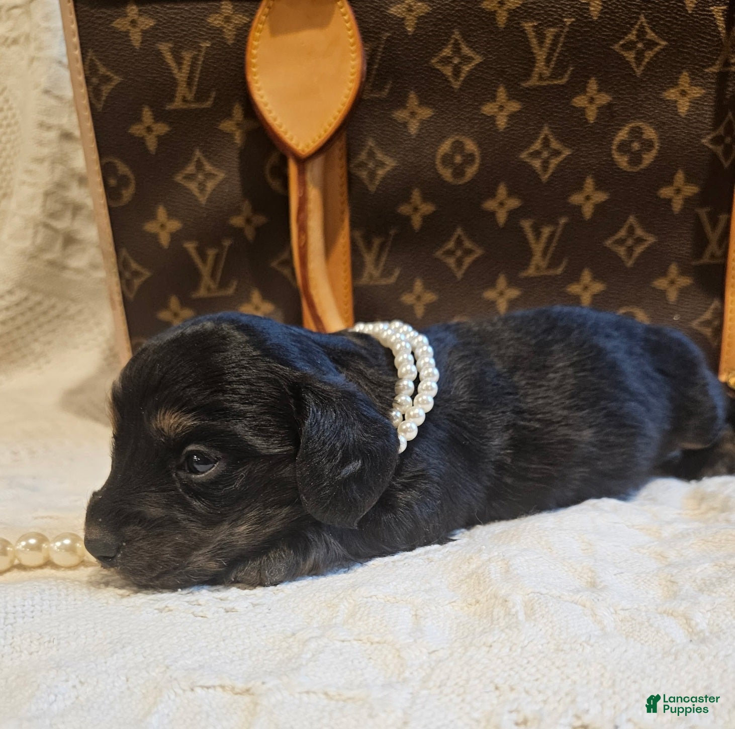 Miniature Dachshund dogs Elsa - Ad 5