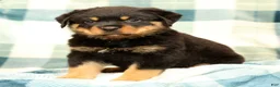 Rottweiler dogs for sale: Tank - Ad 3