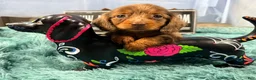 Miniature Dachshund dogs for sale: Champion bred lh female import dapple - Ad 6