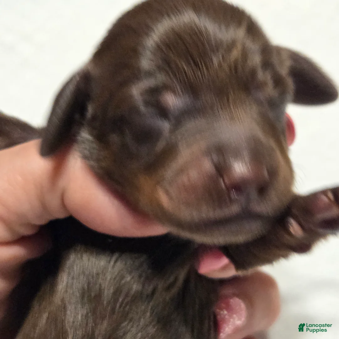 Miniature Dachshund dogs for sale: Miniature Dachshund Solid Puppy 4 - Ad 1