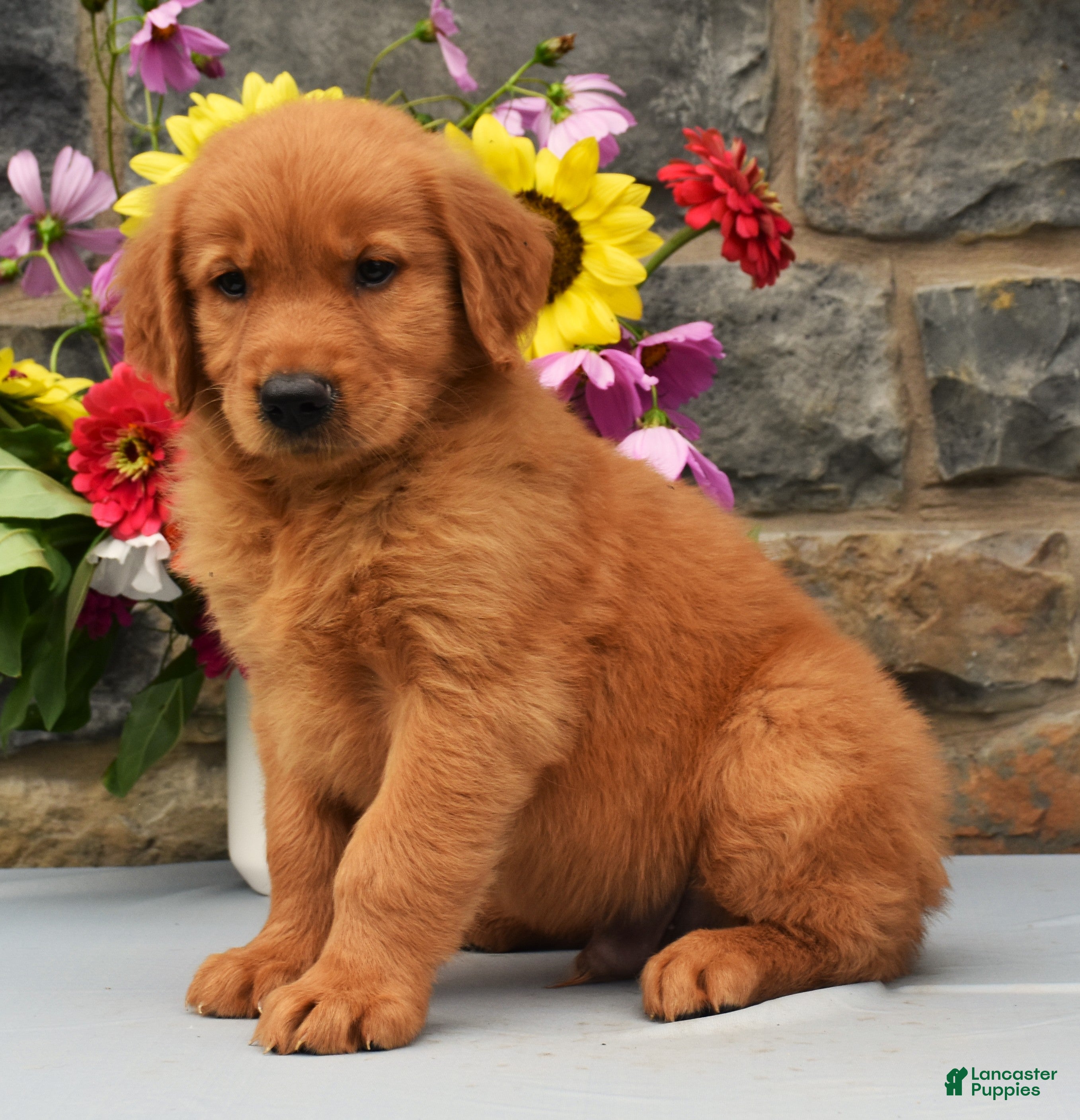 Golden Retriever dogs Tyson SPECIAL - Ad 1
