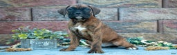 Boxer dogs for sale: Rocky - Ad 1