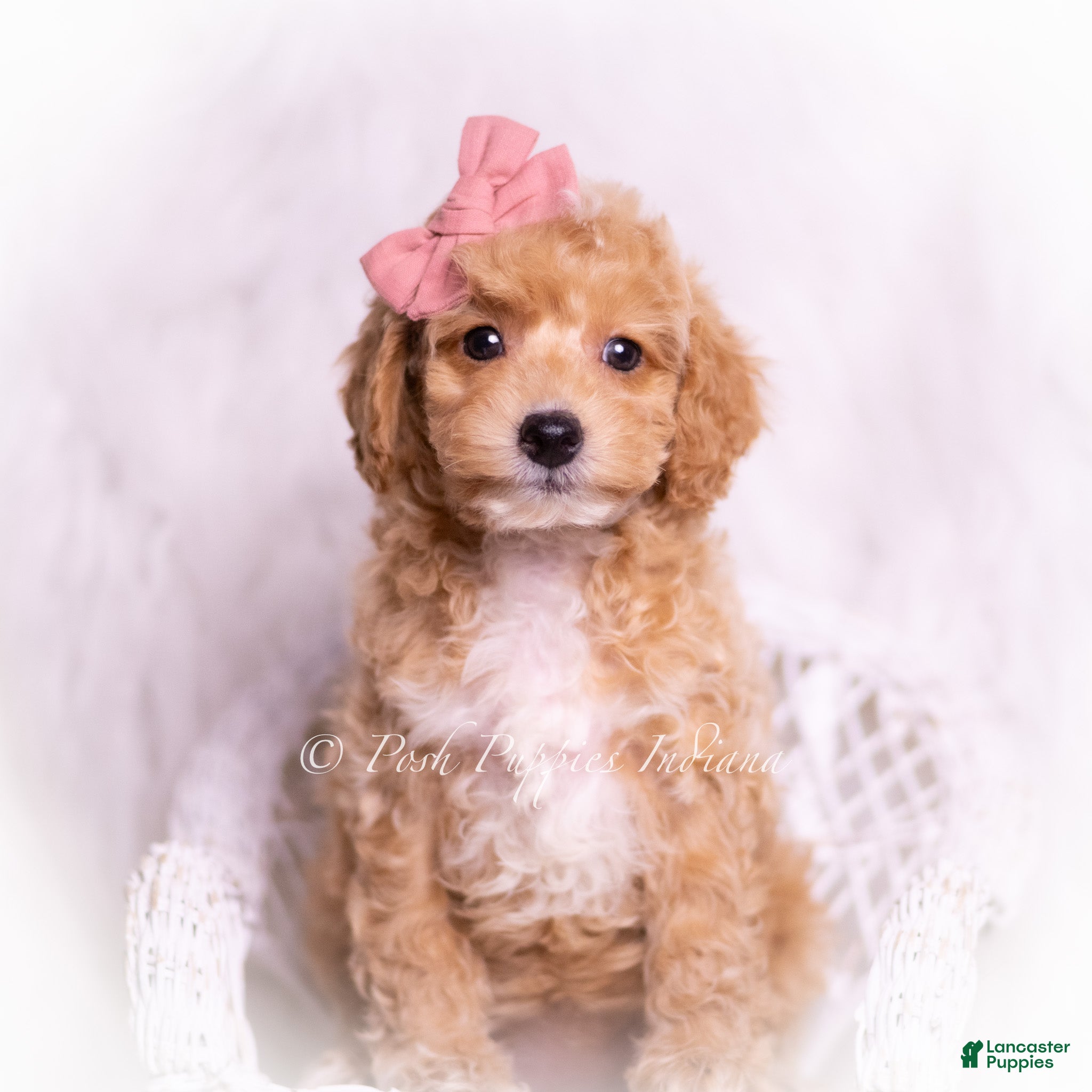 Toy Poodle dogs Dior - Ad 38