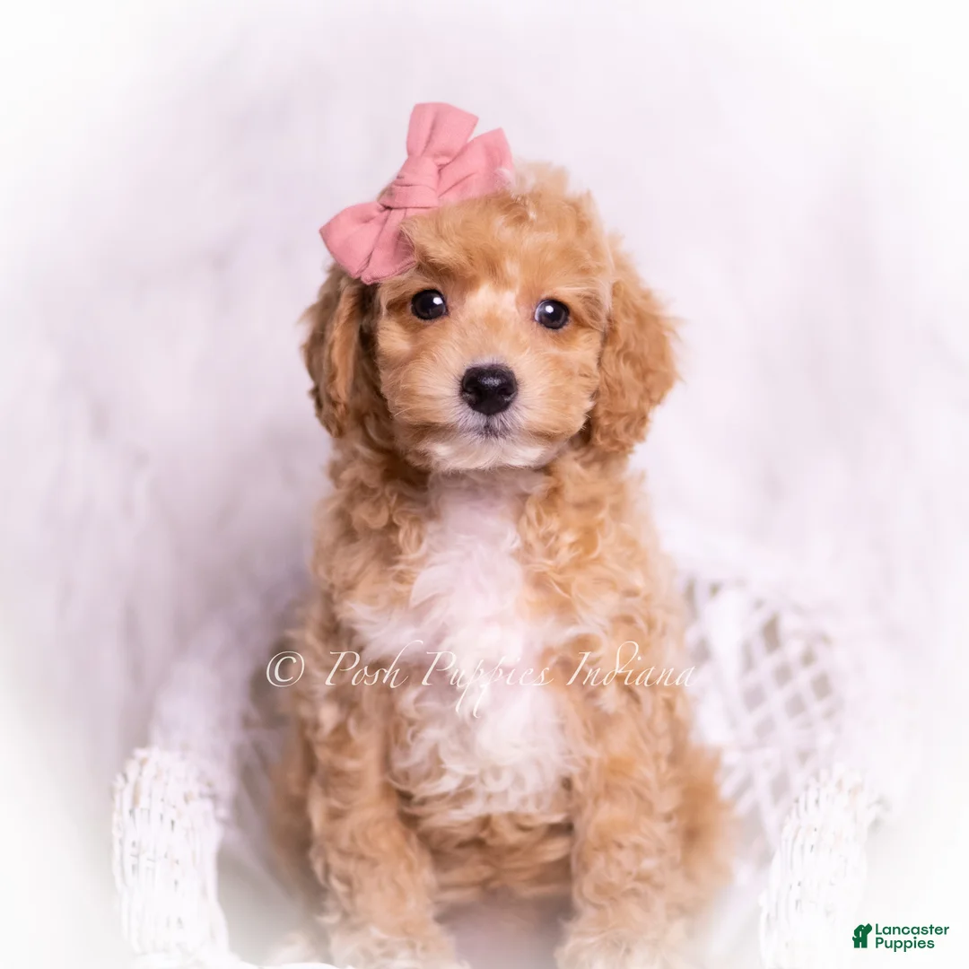 Toy Poodle dogs for sale: Dior - Ad 1