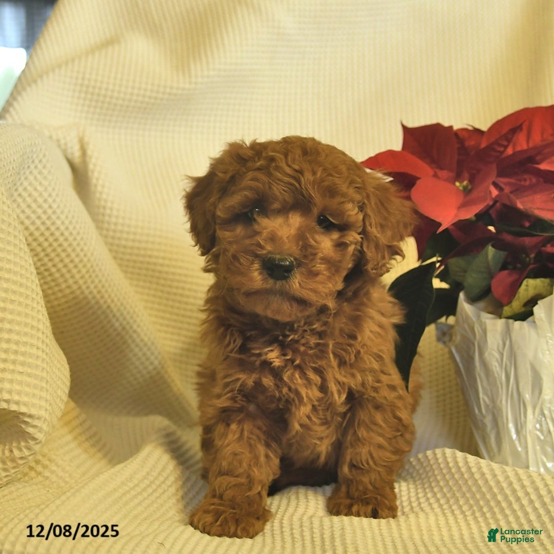 Cavapoo dogs for sale: Archer  - Ad 2