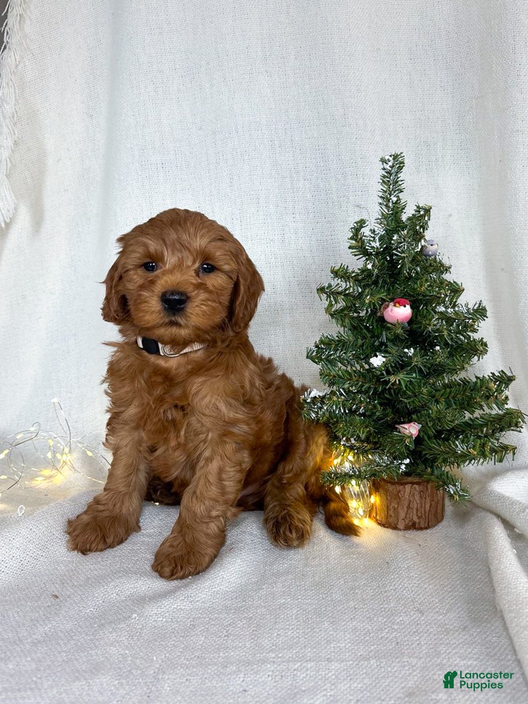 Goldendoodle dogs for sale: Max - Ad 3