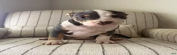 American Bully dogs for sale: Lucy - Ad 2