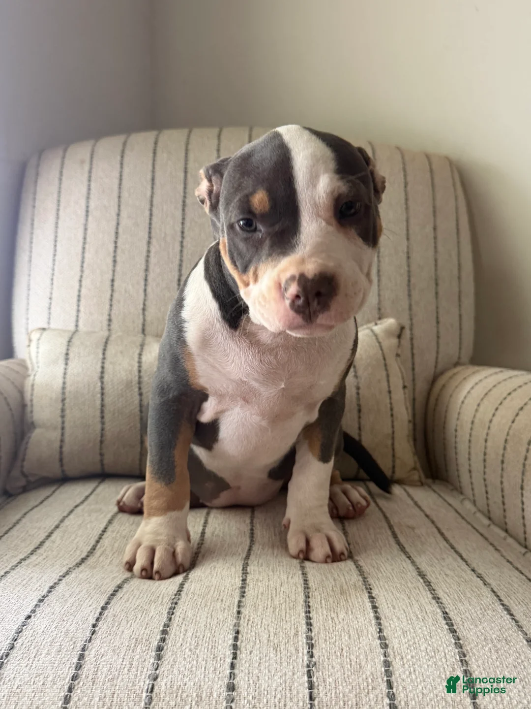 American Bully dogs for sale: Lucy - Ad 2
