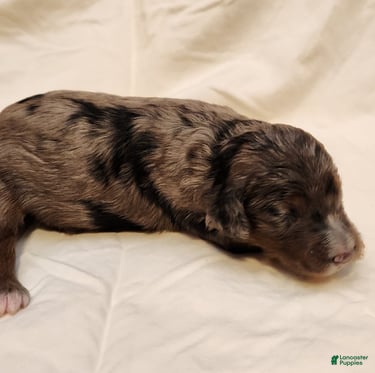 Mini Aussiedoodle dogs for sale: Misty Female Blue Merle - Ad 5