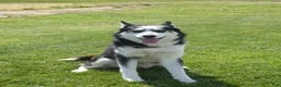 Siberian Husky dogs for stud: Arctic - Ad 4