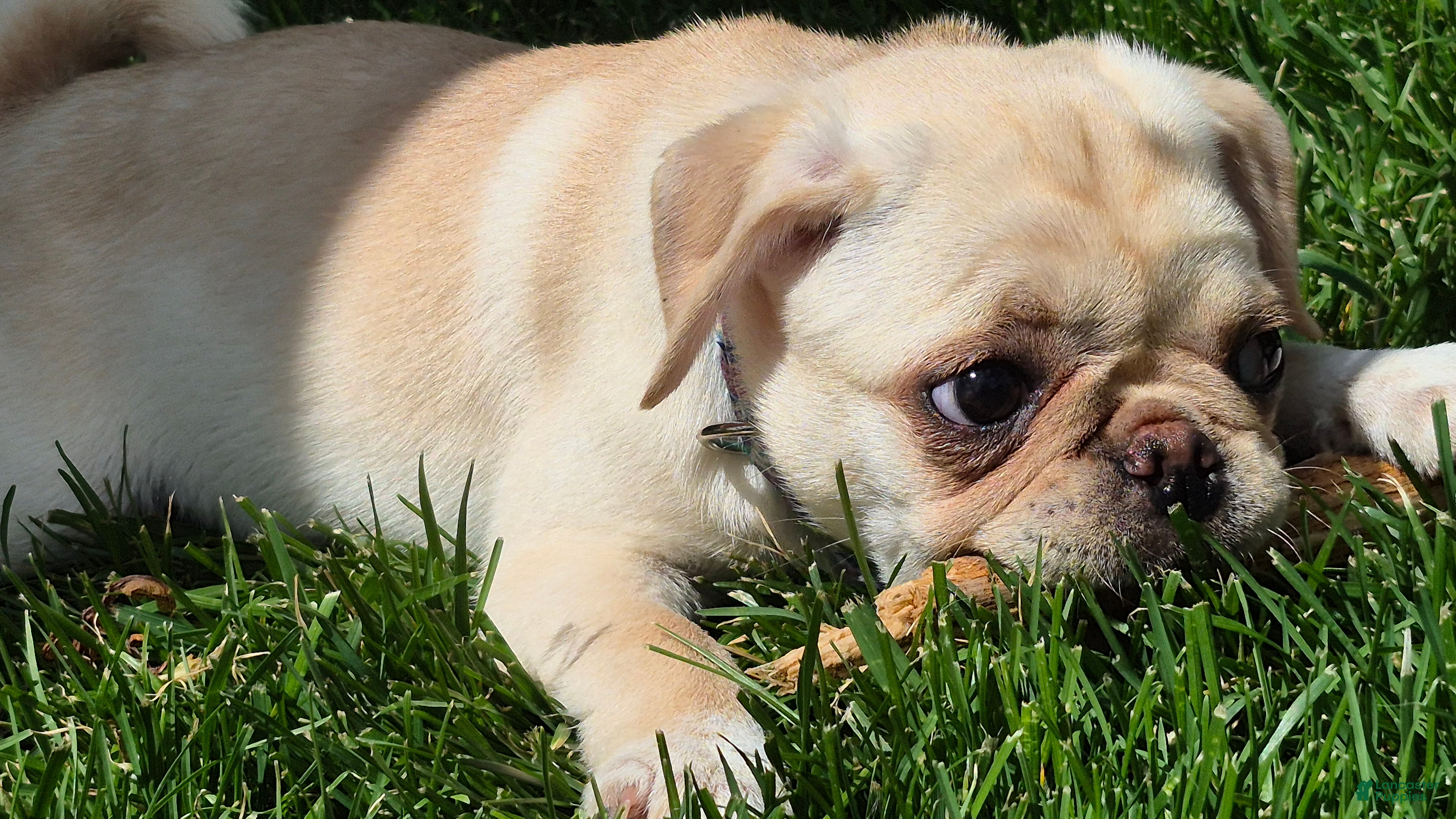 Pug dogs Bailey - Ad 1