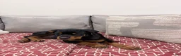 Rottweiler dogs for sale: Light pink Collar Girl - Ad 4
