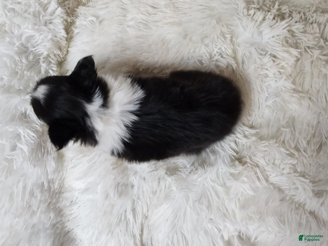 Shetland Sheepdog dogs for sale: Macke - Ad 6