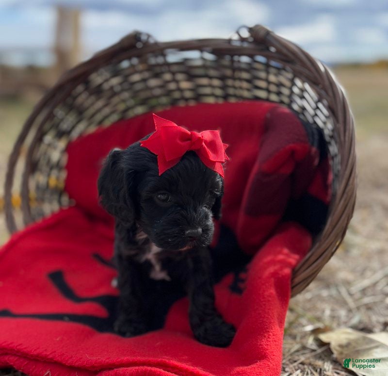 Cavapoo dogs Tootsie - Ad 16