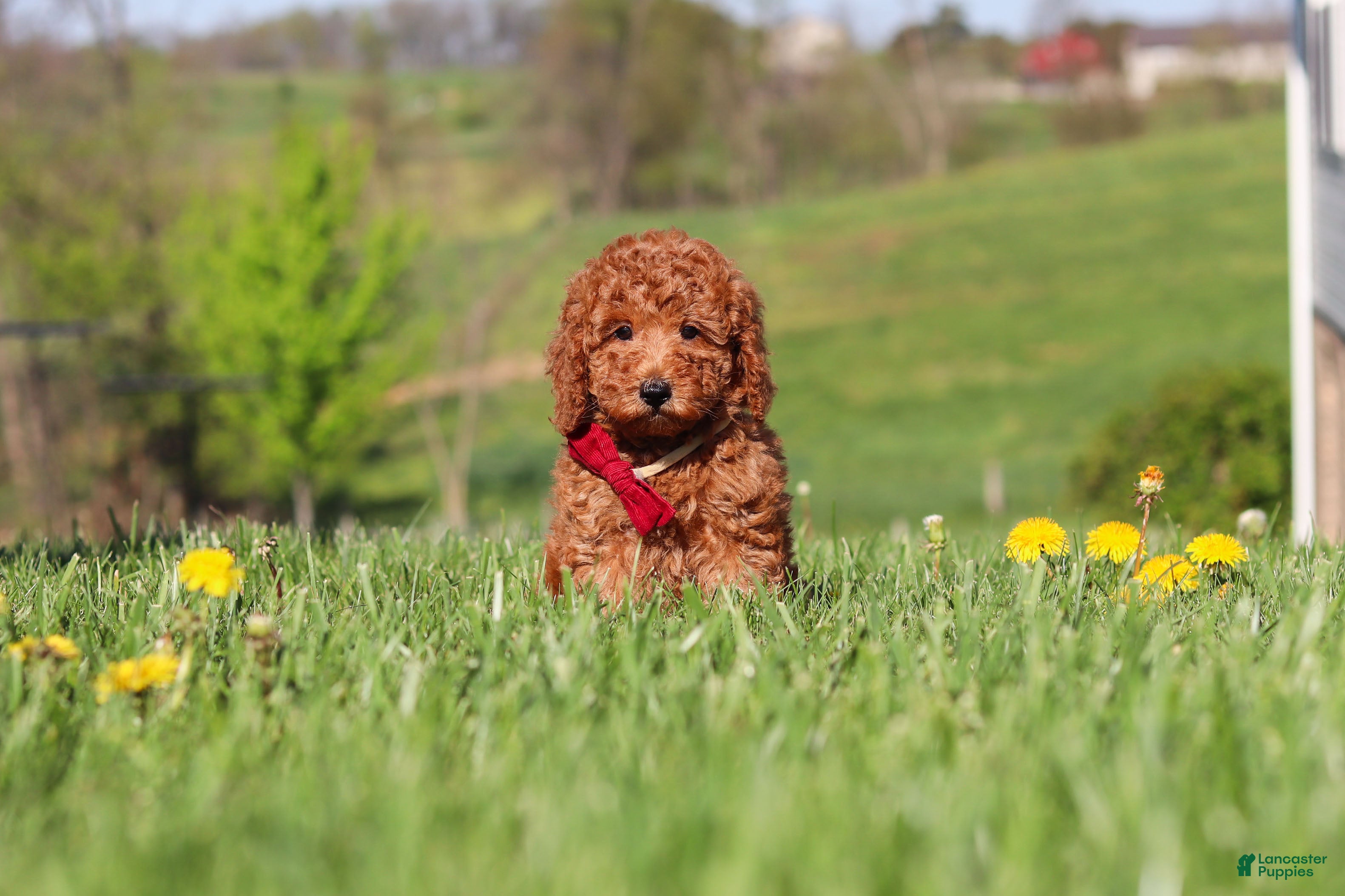 Miniature Labradoodle dogs Tessa - Ad 1