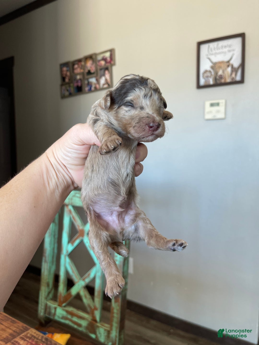 Miniature Poodle dogs for sale: Akc Chocolate Merle Phantom boy 2 - Ad 19