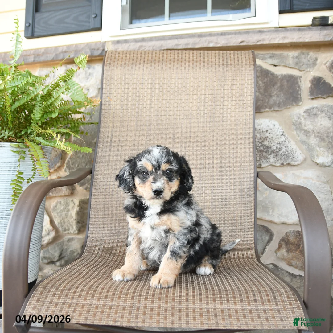 Mixed Breed dogs for sale: Pebbles - Ad 1