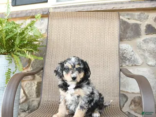 Mixed Breed dogs for sale: Pebbles - Ad 2