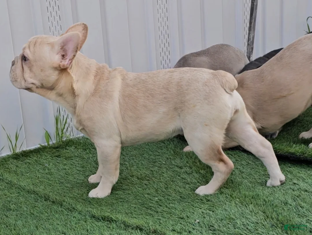 French Bulldog dogs for sale: French Bulldog Puppy 2 - Ad 23