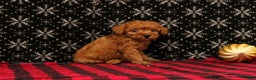 Miniature Poodle dogs for sale: Wish - Ad 4