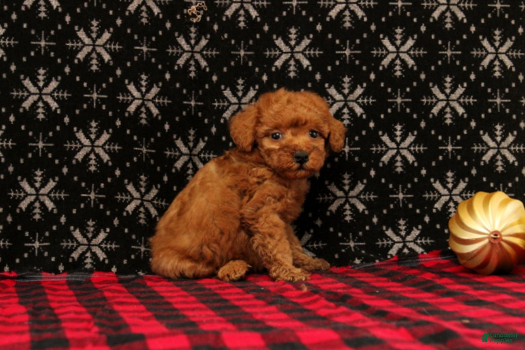 Miniature Poodle dogs for sale: Wish - Ad 4