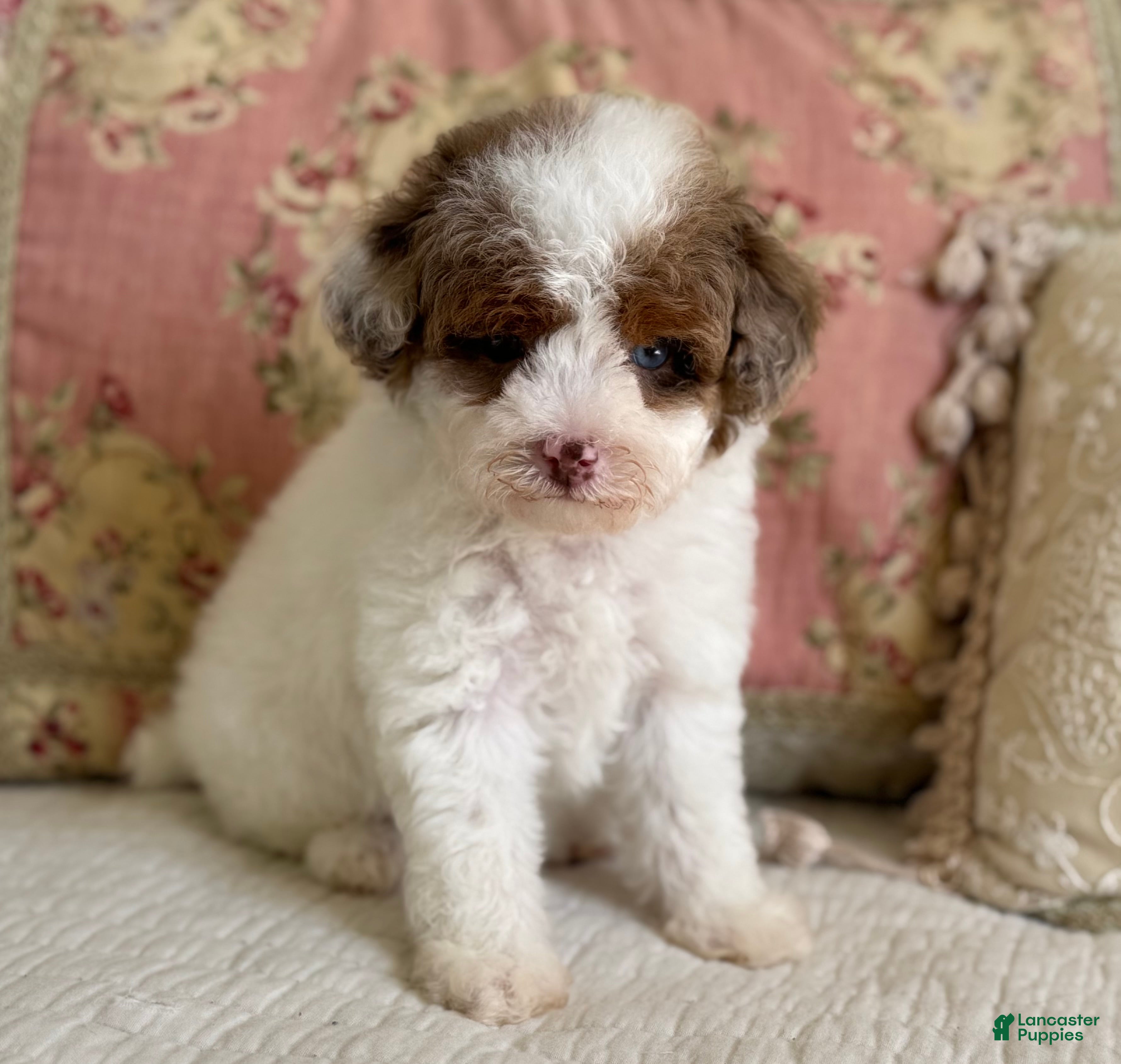 Miniature Poodle dogs for sale: Madonna - Ad 12