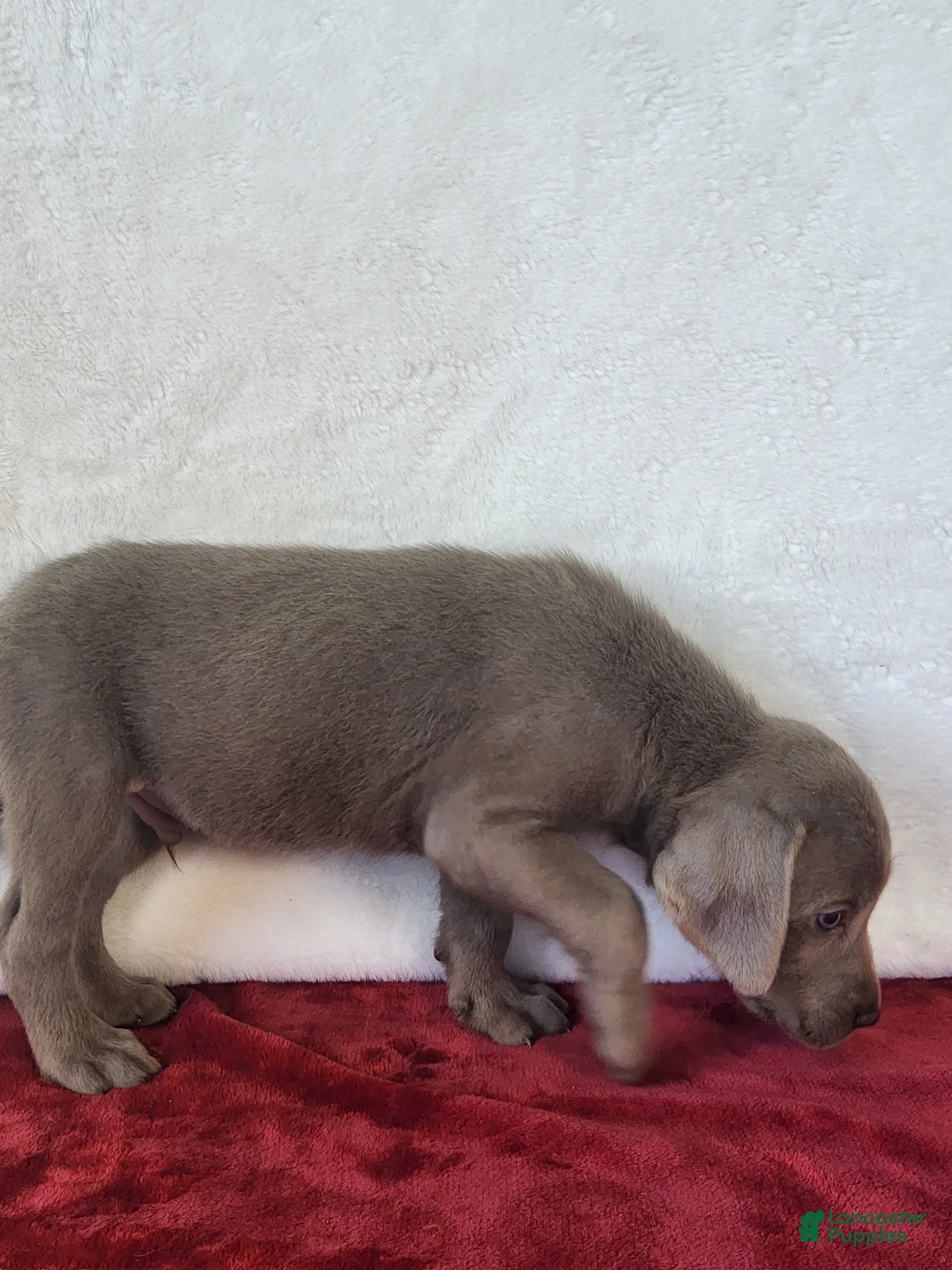 Labrador Retriever dogs for sale: Sleepy Joe - Ad 7